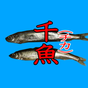 釣り魚種事典「チカ(千魚)」